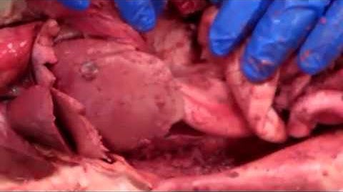 Cat dissection Part 2 A&P2