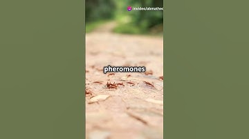 The Secret Language of Insects  Pheromones Explained #integratedscience #wassce2024 #sciencehacks