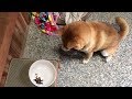 手で食べさせて欲しくてワザとご飯を残す柴犬  Shibe wanted to feed from the owner's hand, so deliberately left a food.