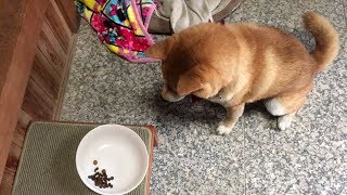 手で食べさせて欲しくてワザとご飯を残す柴犬  Shibe wanted to feed from the owner&#39;s hand, so deliberately left a food.