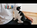 家族にべったりな保護猫たちが甘えん坊すぎて困…らない！