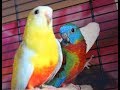 Тихие и негрызущие антивандальные попугайчики