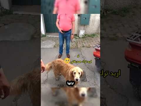 الكلب لا يريد ترك مالكته