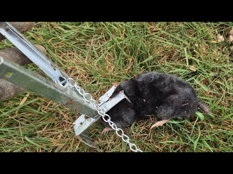 Vidéo — Piège à taupe pince en acier galvanisé réutilisable & anti corrosion (modèle professionnel)