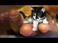 「猫かわいい」 すごくかわいい子猫 - 最も面白い猫の映画 #132