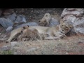 Seven 2 month old lion cubs with their moms