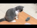British shorthair VS Mouse Robot