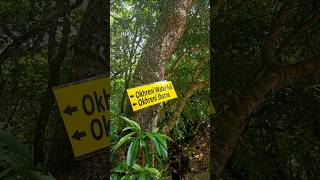 Kritika's Hike Okhreni View Point