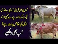 Karachi mei qurbani k aik janwar ki qeemat crore ropy se b zaid, aisi kia khas baat ha? Ap b dekhiye