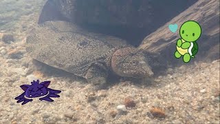 Spotted a Wild SOFT SHELL TURTLE in Clear Water !!! [WARNING: Dead Bat] screenshot 3