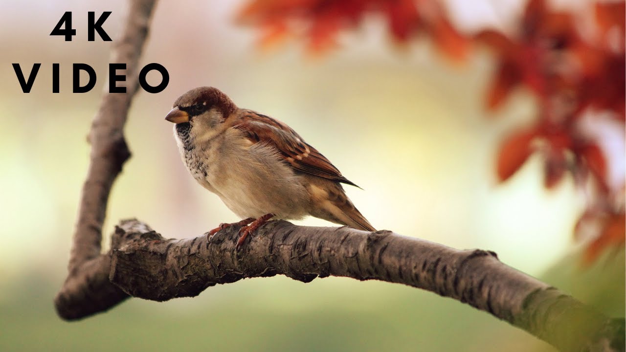 "Feathered Flights A Mesmerizing Journey into the World of Birds" YouTube