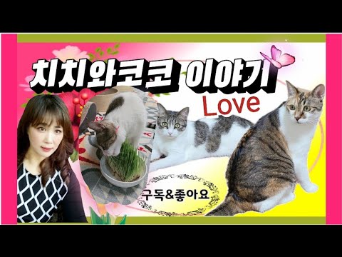🎁100🍌⬆️8💥바로이맛이양 😽🤣🌱🌱#cat #고양이채널 #반려동물 #반려묘 #웃긴영상 #캣그라스#캣잎#치치코코스토리