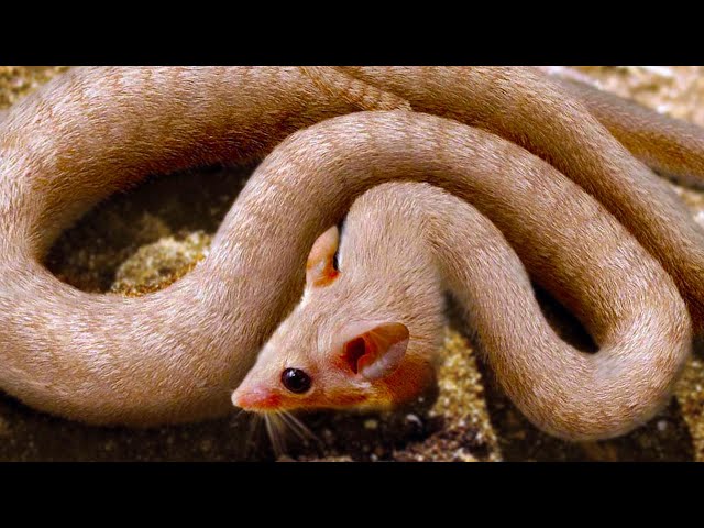 20 Hybrid Animals Created By Scientists You Won't Believe Exist - YouTube
