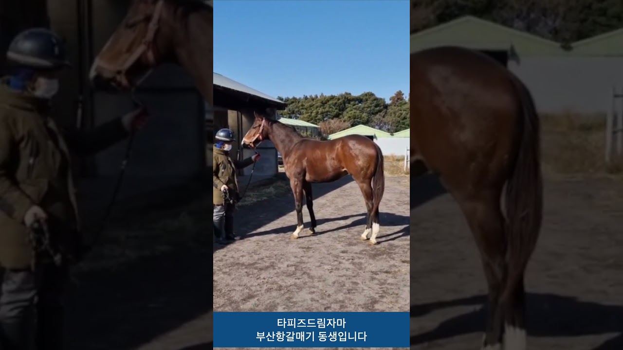 타피즈드림자마