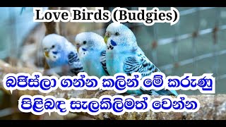 About love birds in sinhala. Take these things into consideration before taking budgies.(Budgerigar)