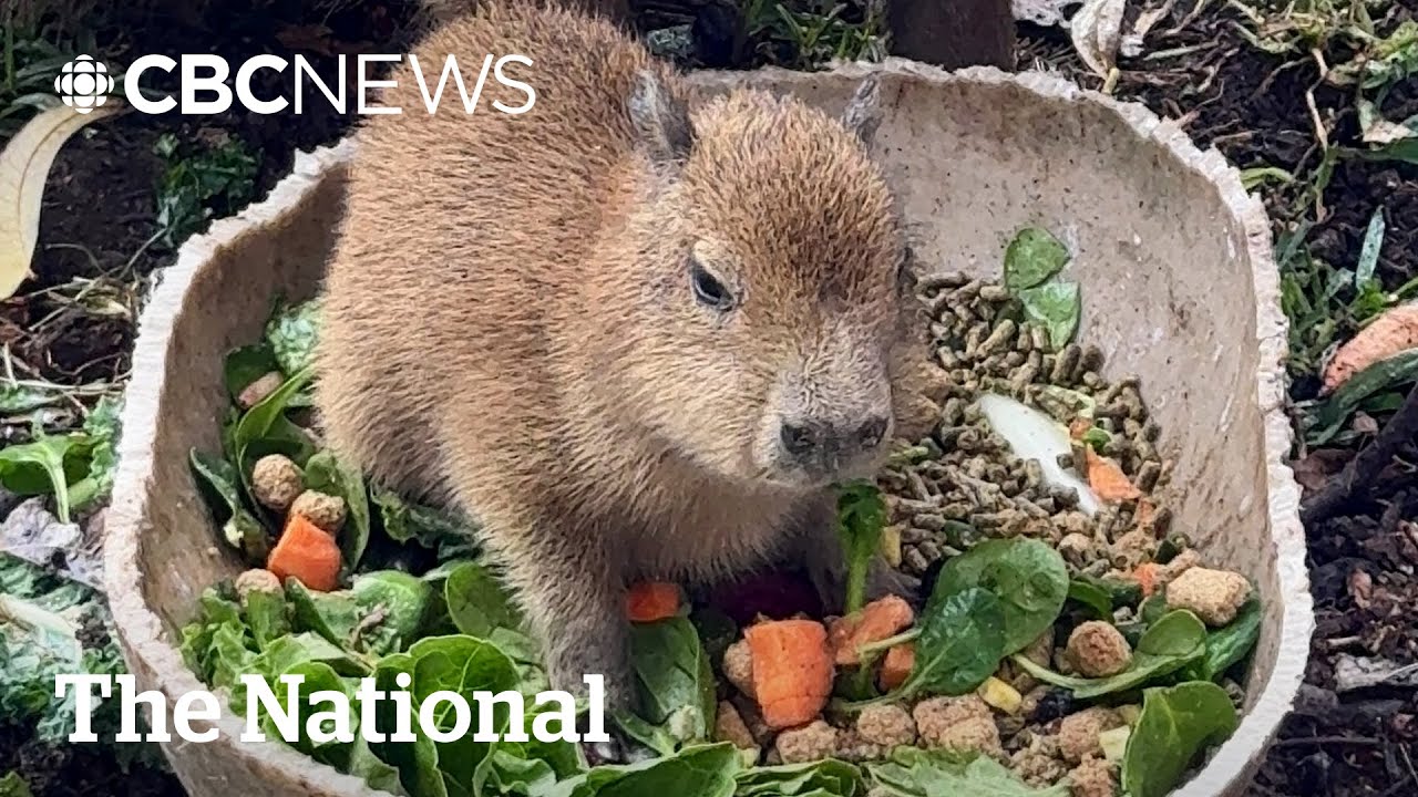 #TheMoment a baby capybara made online fans and spawned a crypto meme