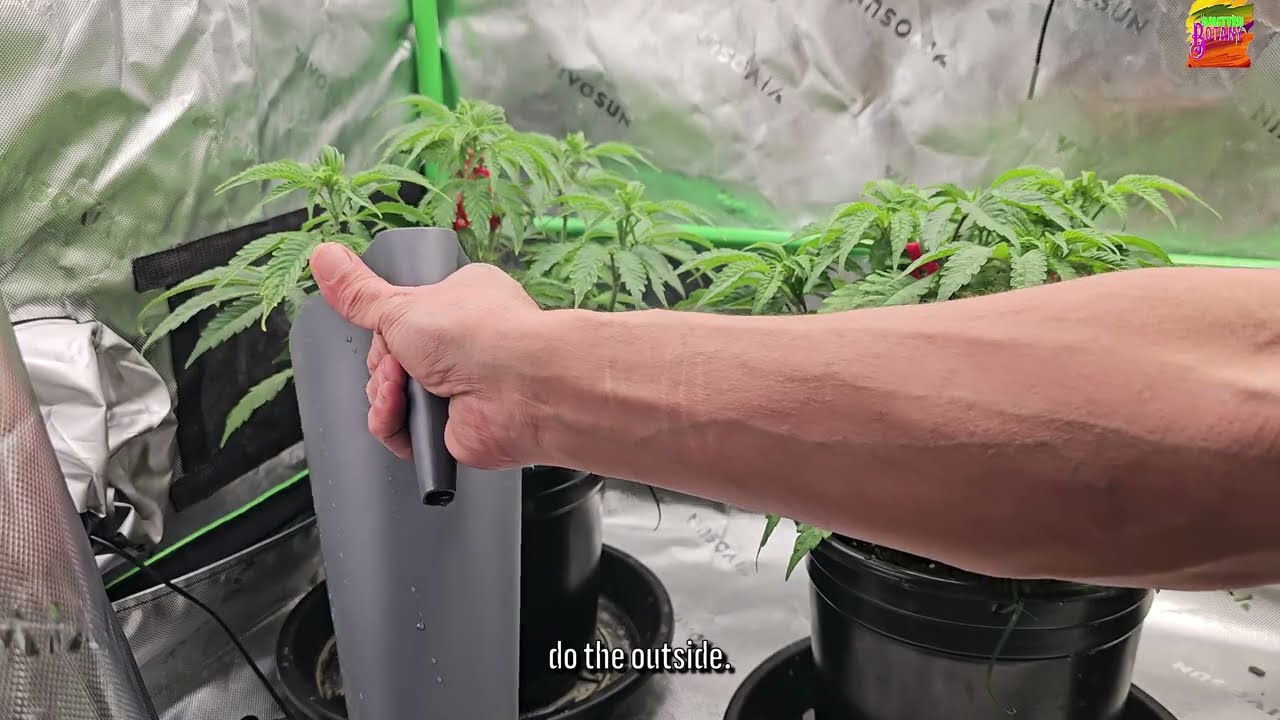 3 PhotoFlowers using the Vivosun 2x4 Grow Tent Day 44