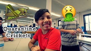 Quarantine Crickets for Lunch!! 🦗🤮