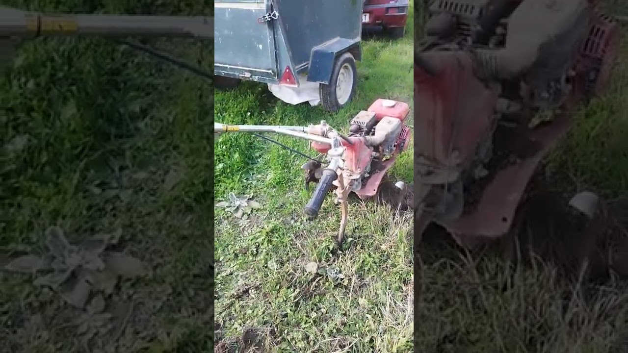 la aguelilla dió la talla