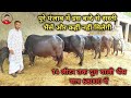 12 से 17 लीटर दूध वाली 6 भैंसें बहुत ही सस्ते दामों में बिकाऊ। 6 buffalos for sale at lowest prices.