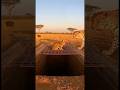 Too Fast to Stop — The Cheetah Fell Into the Pit