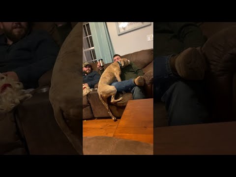 Precious Pit Bull Carefully Climbs Up to Cuddle || ViralHog