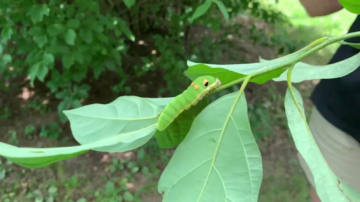 Spicebush Swallowtails with Kelly McGowan