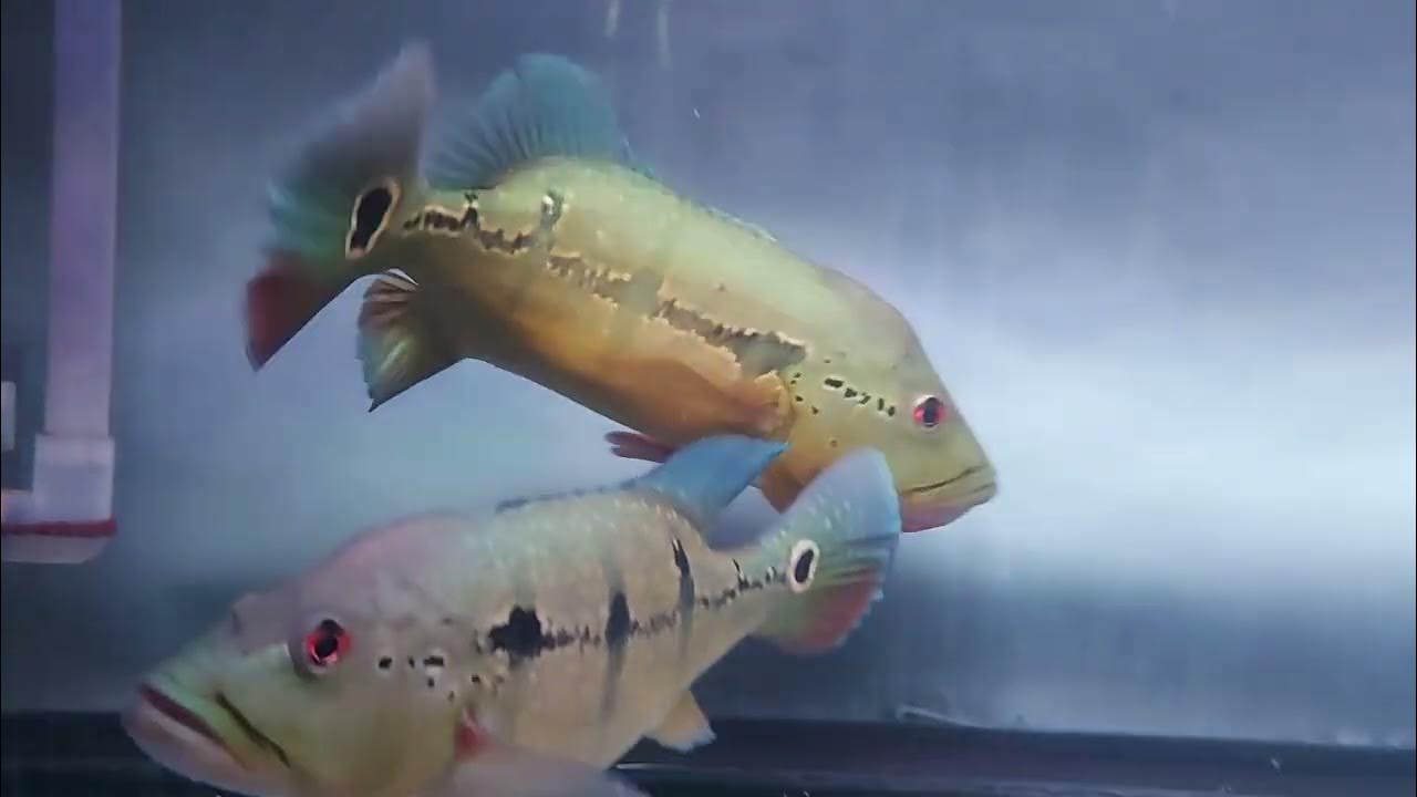Peacock Bass Pinima Pairing - YouTube