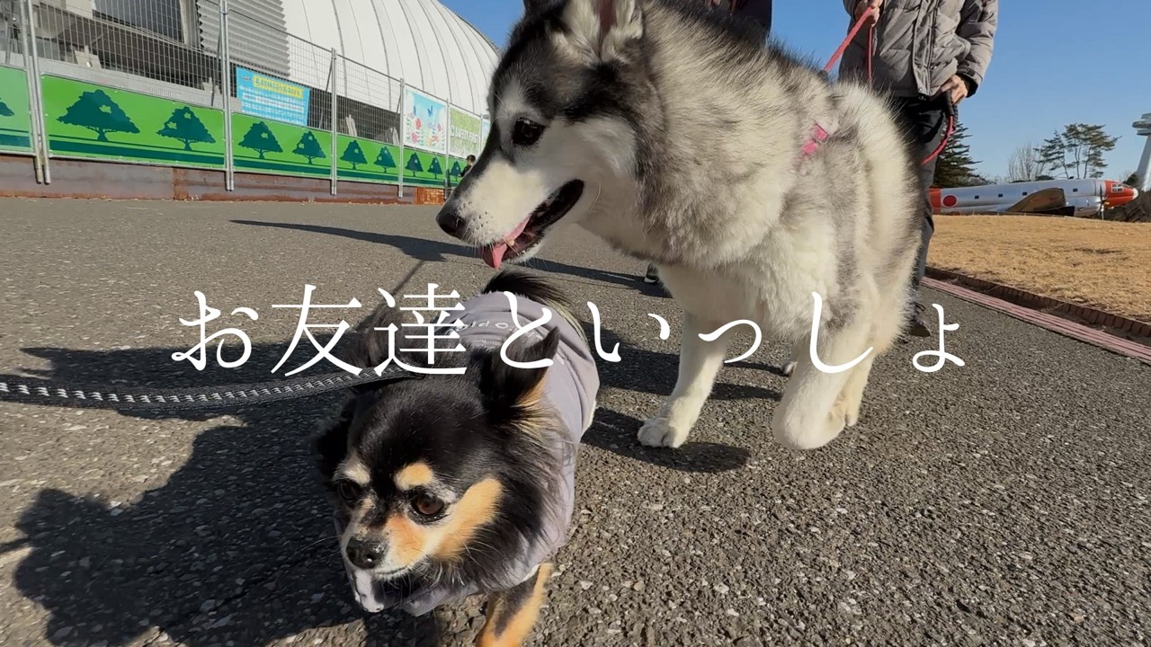 【ハスキー】大きなお友達と🍔 ハンバーガーを外で食べる、のんびりな日ってこんな感じ🐶🚙 …ｗ #チワワ#保護犬［vlog］