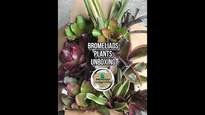 Unboxing New Bromeliads from Deborah Robles| Brome...
