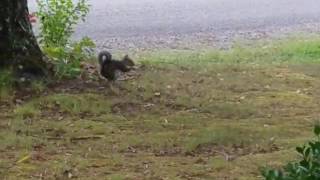 Squirrel moment of zen part 1