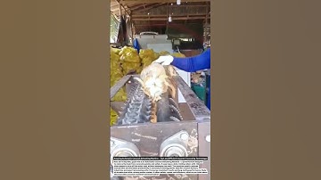 Amazing Automatic Coconut Dehusking Machine – Fast and Efficient Coconut Processing Technology!.