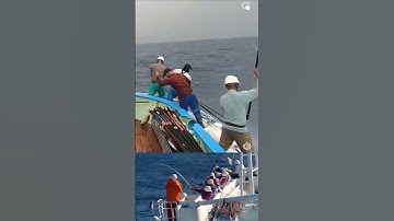 Kỹ thuật câu cá ngừ siêu đỉnh của người Nhật Bản