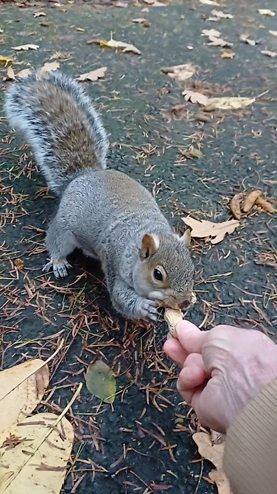 Chunk is recovering quite well too 🙏🏼 #squirrels