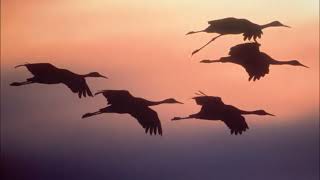 Chinbaa Narnii Bujig Чинбат - Нарны Бүжиг