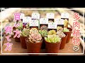 【多肉植物】始めるなら今！楽しい毎日が送れます