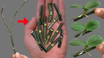 Kweek orchideeën direct op de tak: geheime truc voor het hele jaar door bloei!