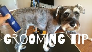 schnauzer clippers