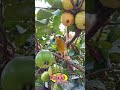 Música Sertaneja tem que ser assim: original e cantada por que sabe. paixaopomodao.com.br