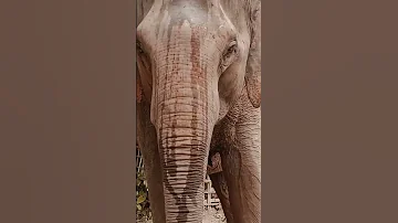 Elephant Sound 