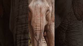 Elephant sound