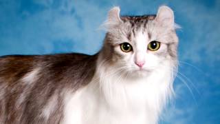 Breeds of cats.  American Curl. History, Price, Characteristics, Nursing, Nutrition and much more by World animals 3,032 views 7 years ago 7 minutes, 33 seconds