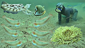 Quá Bất Ngờ Ở Vùng Biển Mới Lặn Gặp Nhiều Bạch Tuộc Mực Nang Ghẹ Cá | P 813