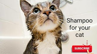 cat bath. by Maaz Ahmad 81 views 3 years ago 7 minutes, 53 seconds