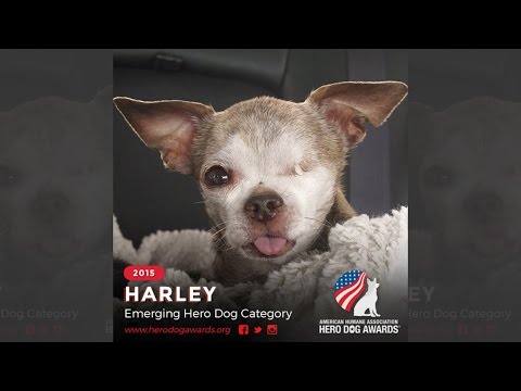 2015 American Humane