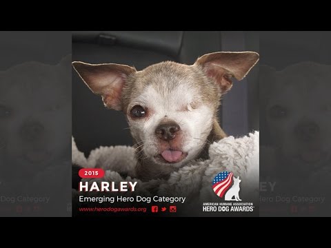 Video: Harley The Puppy Mill Survivor Dinamakan 2015 American Hero Dog