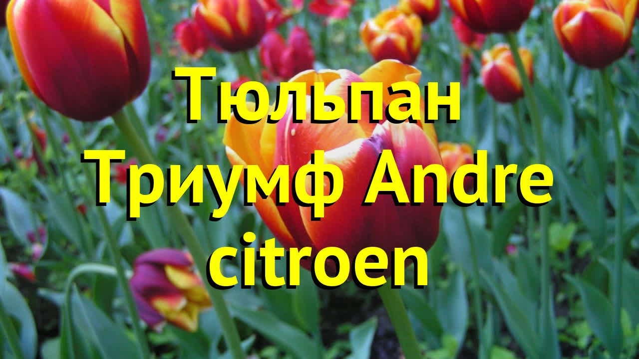         Andre  citroen - YouTube