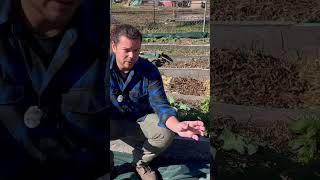 Nitrogen Sources #garden #farm #homestead