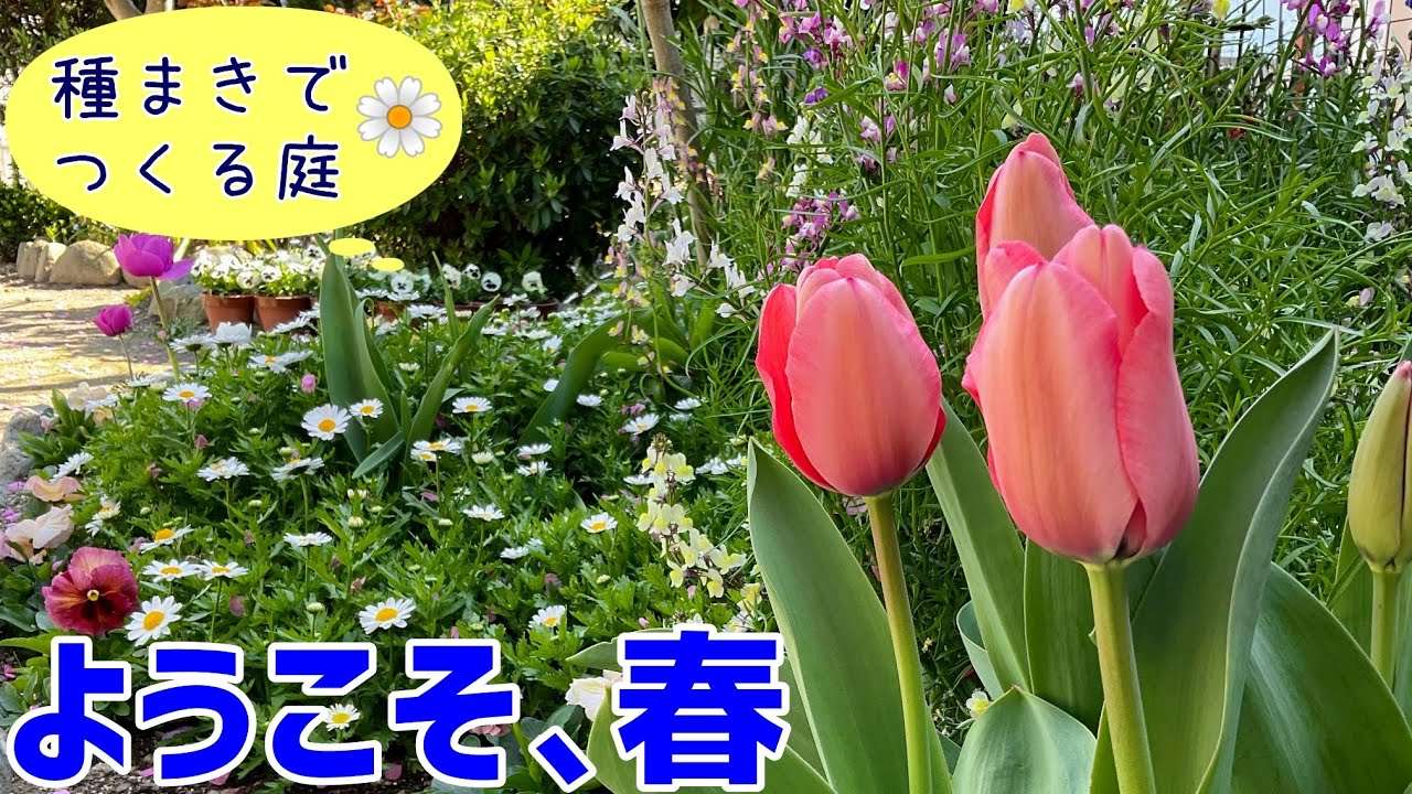 春が来た 種まきでつくる庭 パンジー ネモフィラ クリサンセマム リナリア クリムゾンクローバー 矢車菊 ムラサキハナナ アネモネ チューリップ ヒヤシンス 花壇 庭づくり ガーデニング Youtube