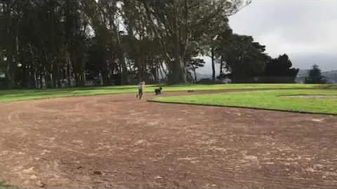 Otto chasing a car in Holly Park